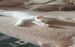 Turkish Angora cats for sale: Turkish angora cross Bengal  - Image 7