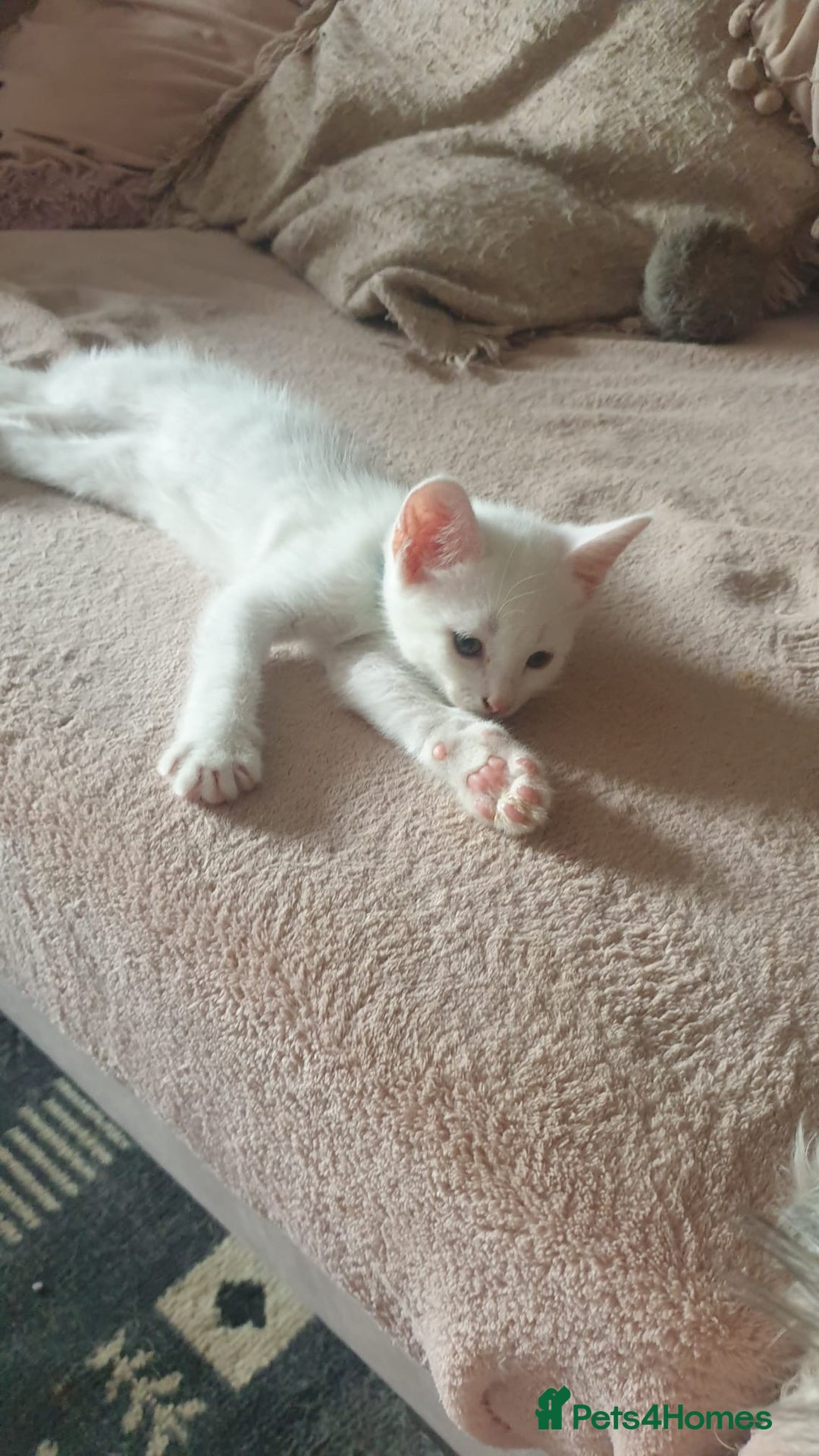 Turkish Angora cats for sale: Turkish angora cross Bengal  - Image 7
