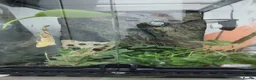 Gecko reptiles for sale: Crested gecko for sale 🦎Big bundle  in Maidenhead - Advert 5