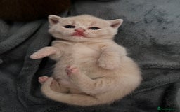 British Shorthair cats for sale: Beautiful pedigree bsh kittens  - Image 15