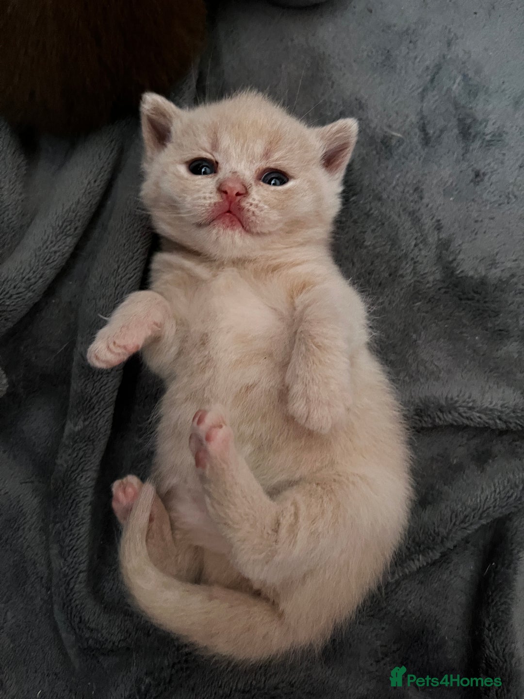 British Shorthair cats for sale: Beautiful pedigree bsh kittens  - Image 15