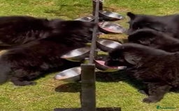 German Shepherd dogs for sale: Intelligent German Shepherd Puppies for Sale - Image 3
