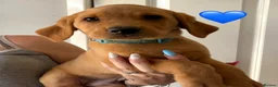 Labrador Retriever dogs for sale: Very Chunky Labradors Ready Now  - Advert 4
