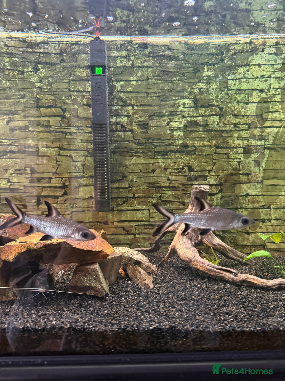 Catfish fish for sale: Tropical fish for sale - Advert 2