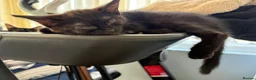 British Shorthair cats for sale: Pair British shorthair female kittens  - Advert 3