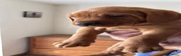 Labrador Retriever dogs for stud: Fox Red Labrador Stud Dog Available for studding - Advert 16