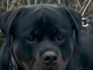 Rottweiler dogs Beautiful Rottweiler puppy’s - Advert 2