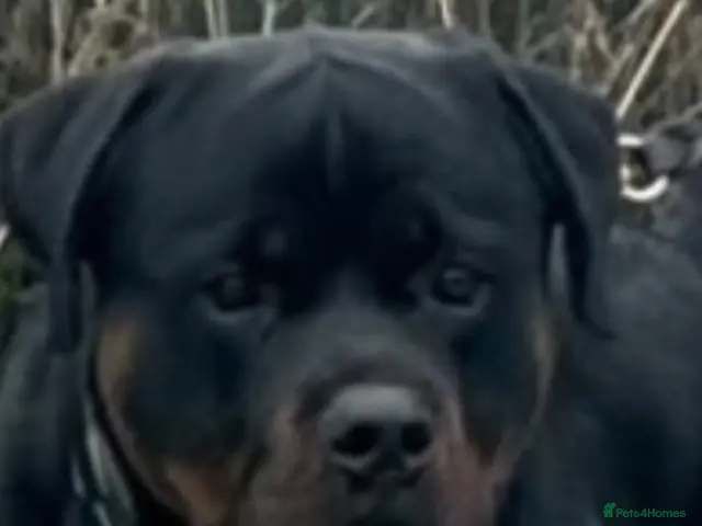 Rottweiler dogs Beautiful Rottweiler puppy’s - Advert 2