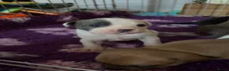 Staffordshire Bull Terrier dogs for sale: Exceptional litter of Staffie puppies - Advert 21