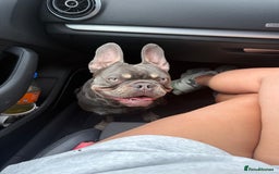 French Bulldog dogs for sale: Male and female french bull dogs  - Advert 6