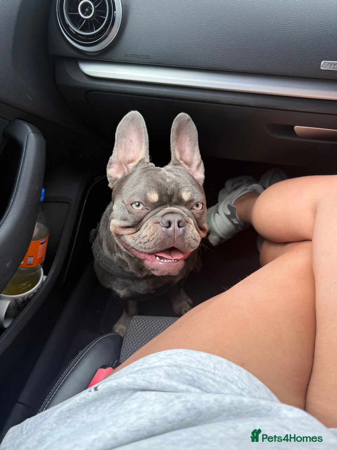 French Bulldog dogs for sale: Male and female french bull dogs  - Advert 6