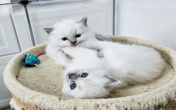 Ragdoll cats for sale: Purebred Blue Point Ragdoll Kittens 🩷💙 - Advert 10