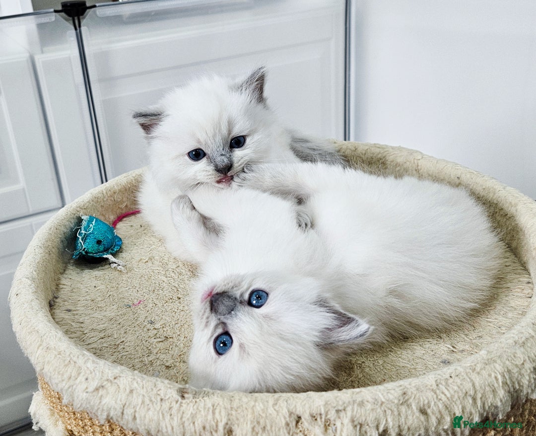 Ragdoll cats for sale: Purebred Blue Point Ragdoll Kittens 🩷💙 - Advert 10