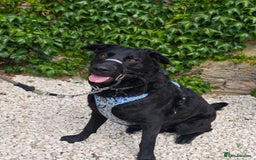 Mixed Breed dogs for adoption: Rocco - Image 9