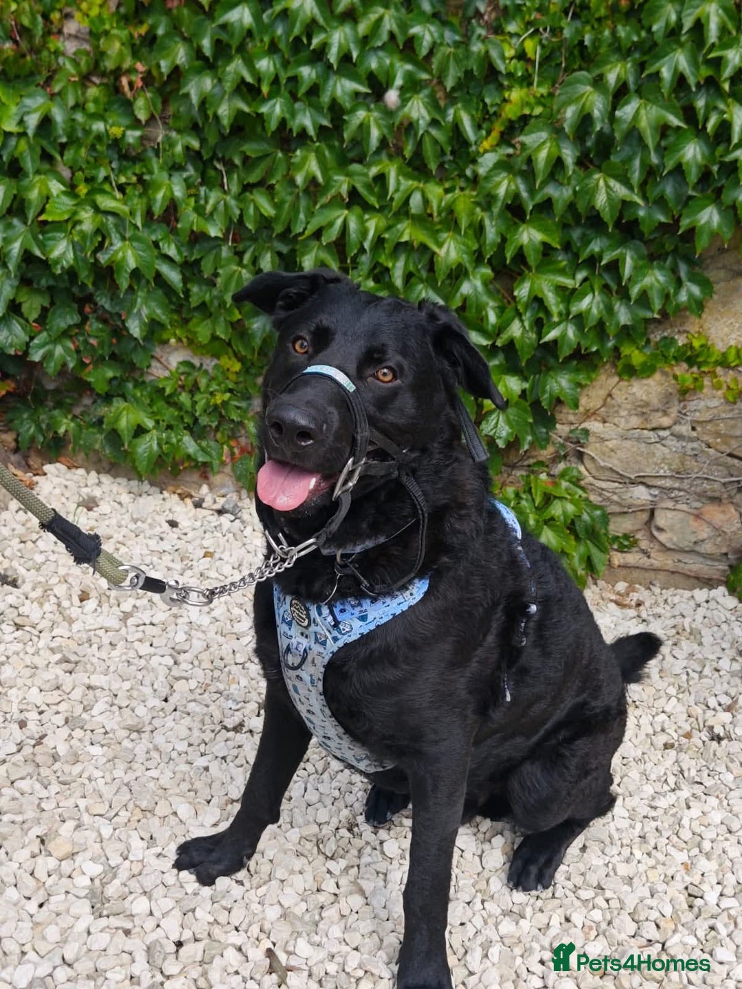 Mixed Breed dogs for adoption: Rocco - Image 9