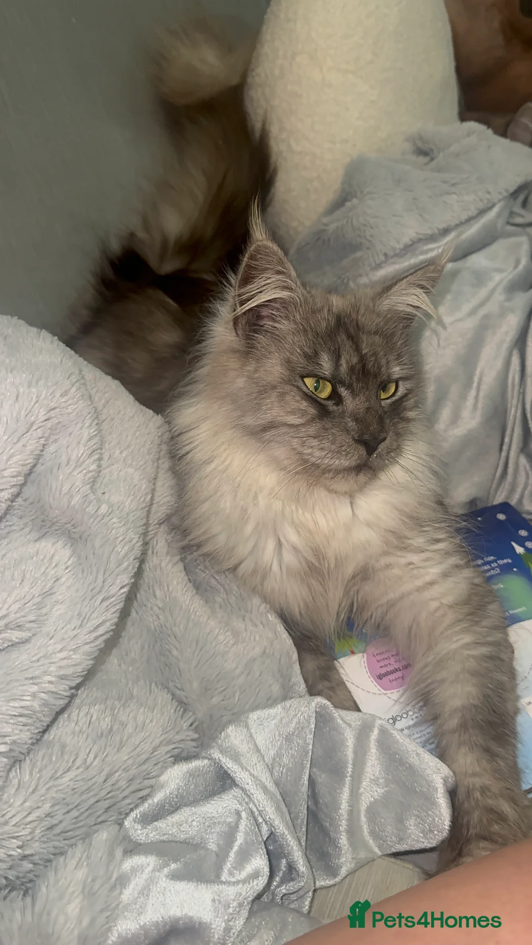 Maine Coon cats for sale: TICA MAINE COON KITTENS - Advert 18