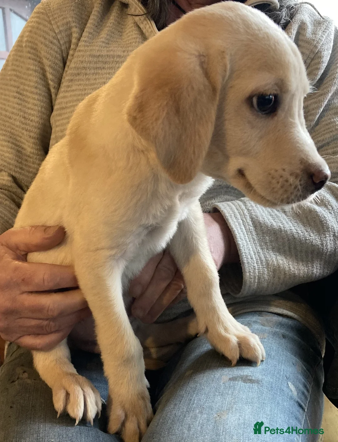 Labrador Retriever dogs for sale: Beautiful Golden Labrador Boy Puppy - Advert 3