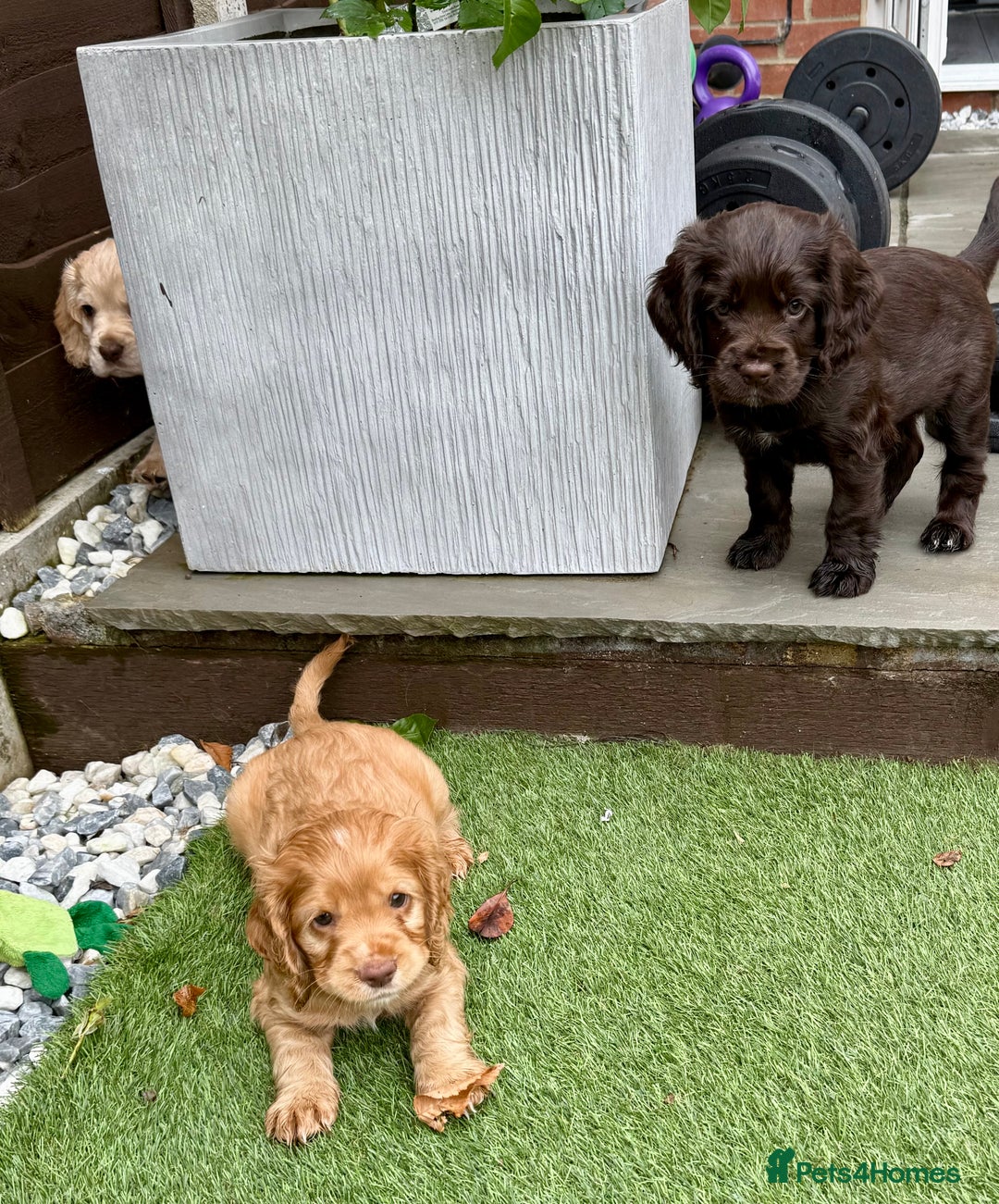 Cocker Spaniel dogs for sale: Beautiful Cocker Spaniel Pups - Image 15