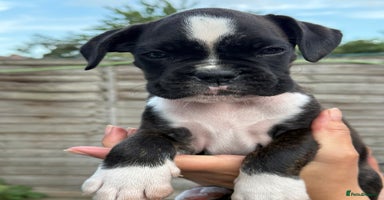 Boxer dogs - Advert 4
