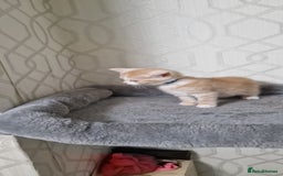 Mixed Breed cats for sale: Gorgeous British Shorthair Kittens for SALE - Advert 19