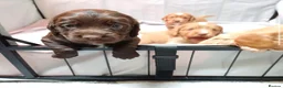 Cocker Spaniel dogs for sale: KC reg Working Cocker Spaniel Puppies  - Advert 6