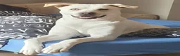 Mixed Breed dogs for adoption: Meet Daisy,currently residing in Hull in Hull - Advert 8