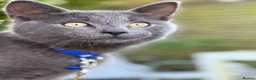 Mixed Breed cats for sale: Russian Blue Mixed Male - Simba - Advert 6
