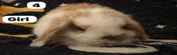 Mini Lop rabbits for sale: Stunning mini lops for sale  - Advert 4