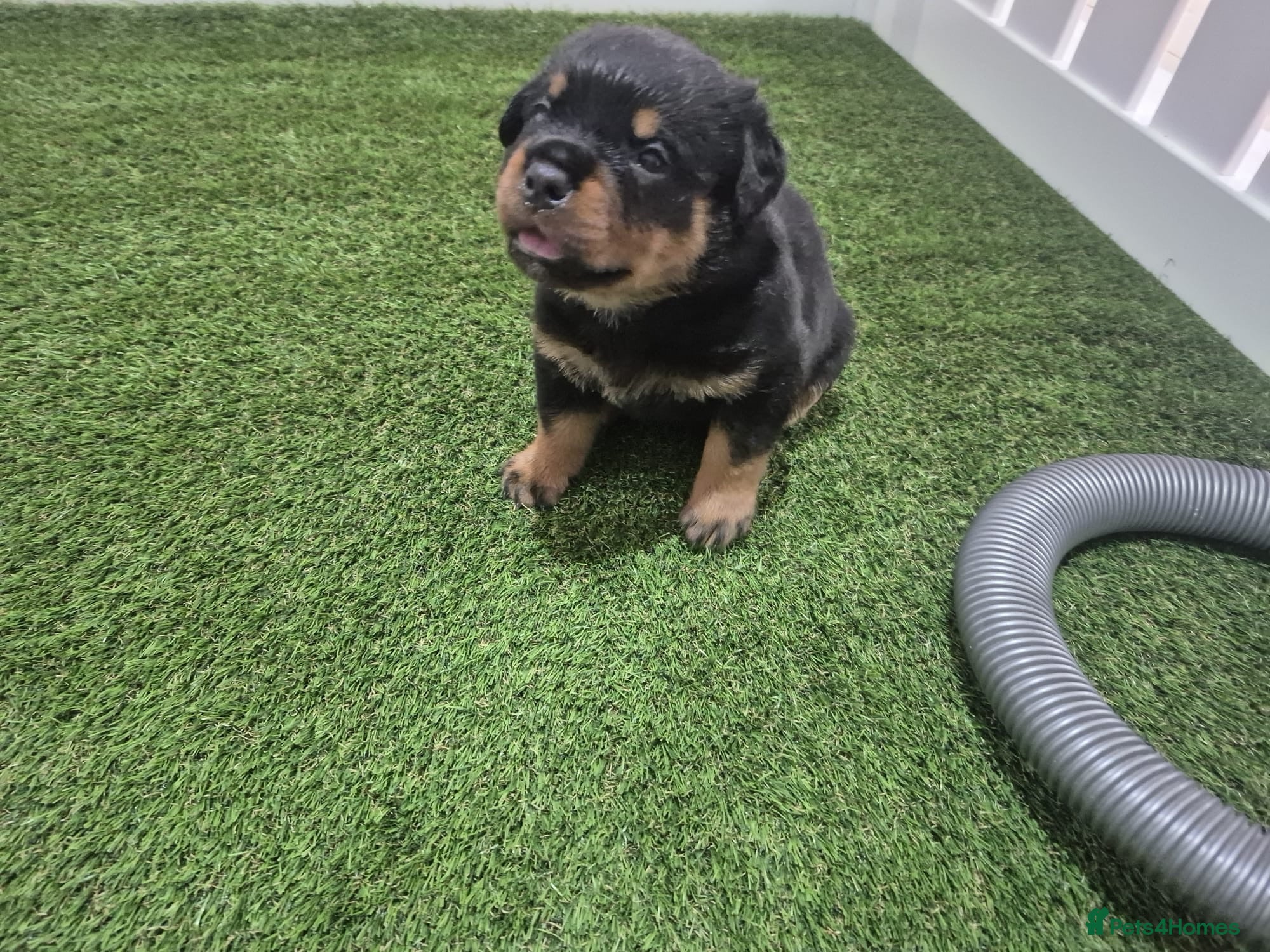 Rottweiler dogs Pups are DNA Hereditary LEMP/JLPP Clear - Advert 2