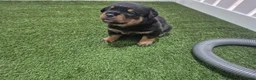 Rottweiler dogs for sale: Adorable, Confident, Chunky KC Rottie Pups  - Advert 2