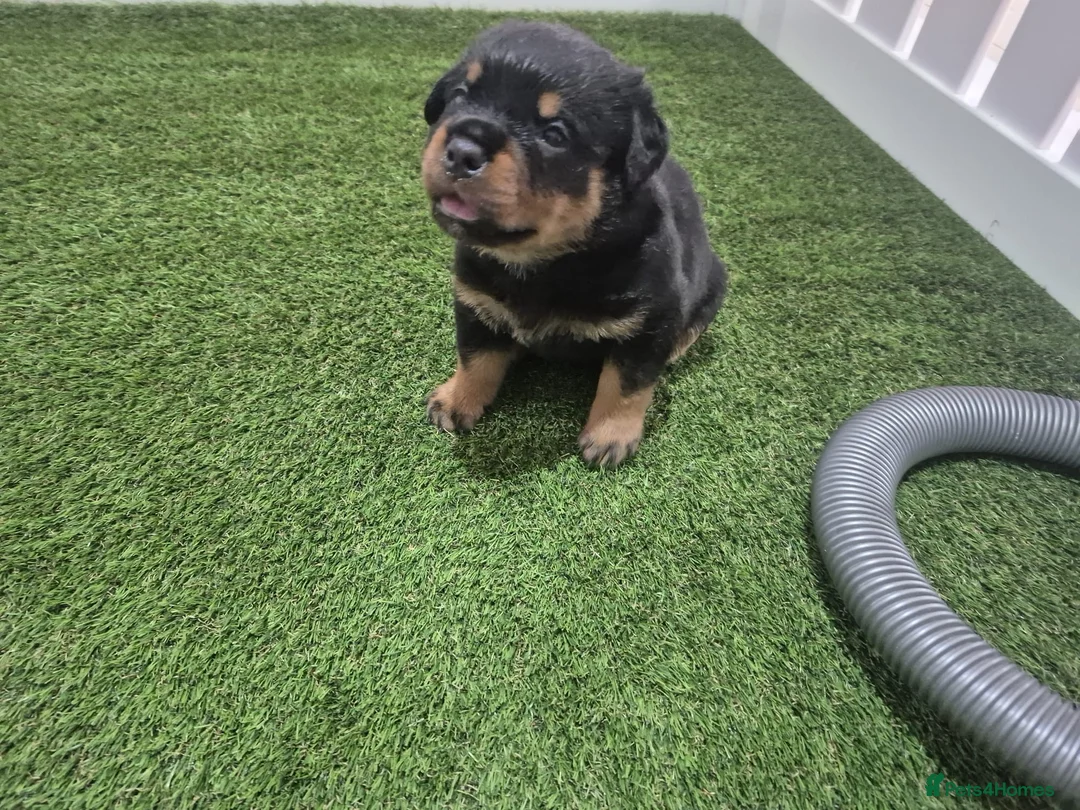 Rottweiler dogs for sale: Adorable, Confident, Chunky KC Rottie Pups  - Advert 2