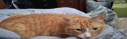 Domestic Shorthair cats for sale: Ginger Male Cat in Kidderminster - Advert 27