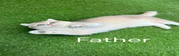 British Shorthair cats for sale: 1 left! Golden British Shorthair kitten GCCF - Advert 10