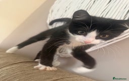 Mixed Breed cats for sale: 2 beautiful kittens - Image 4