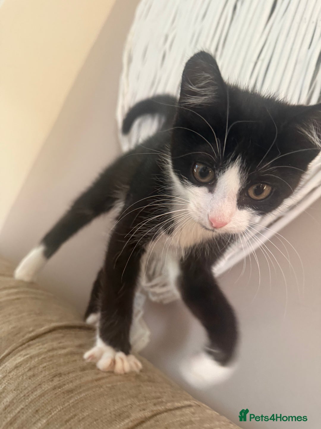 Mixed Breed cats for sale: 2 beautiful kittens - Image 4