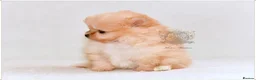 Pomeranian dogs for sale: MINIATURE POMERANIAN PUPPIES - Advert 9