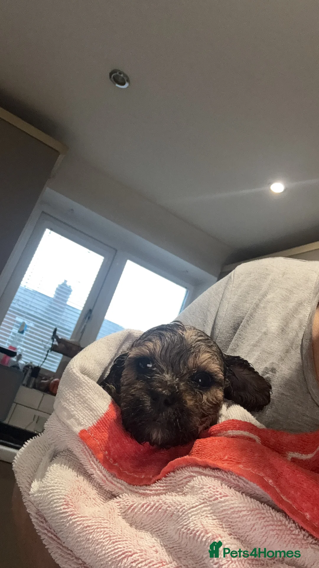 Shihpoo dogs for sale: Shihpoo f1 puppies  🩷🩷 - Advert 29