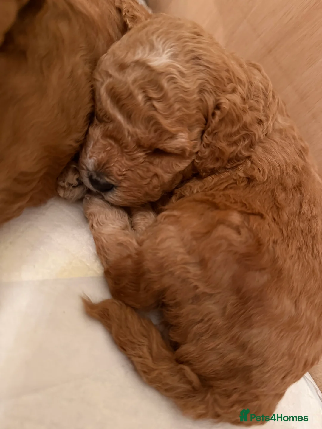 Toy Poodle dogs for sale: Toy poodles - Advert 14