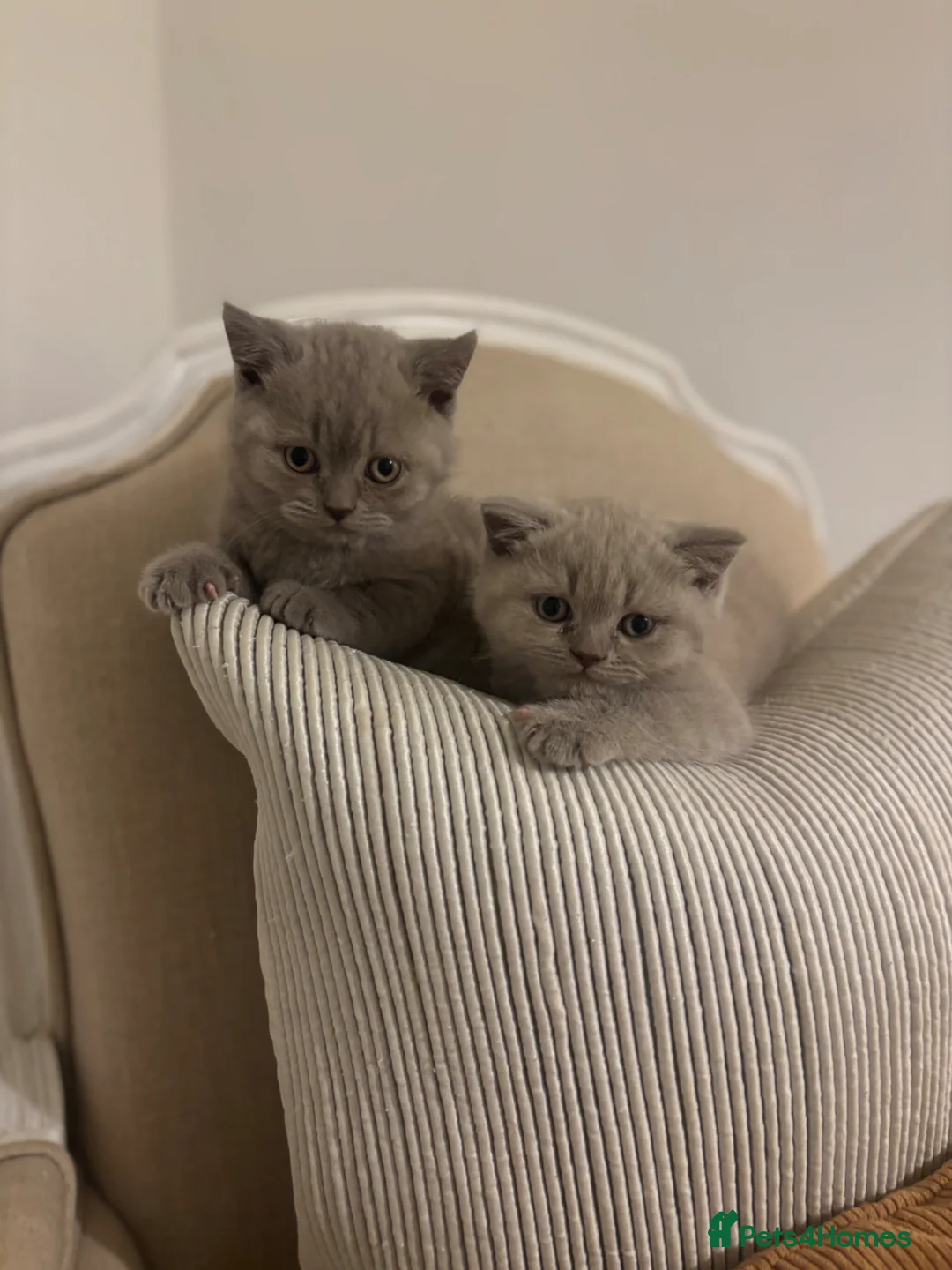 British Shorthair cats for sale: Stunning Lilac British Shorthair Kittens GCCF  in Preston - Advert 9