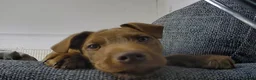 Mixed Breed dogs for sale: Patterdale x Wheaton - Advert 9