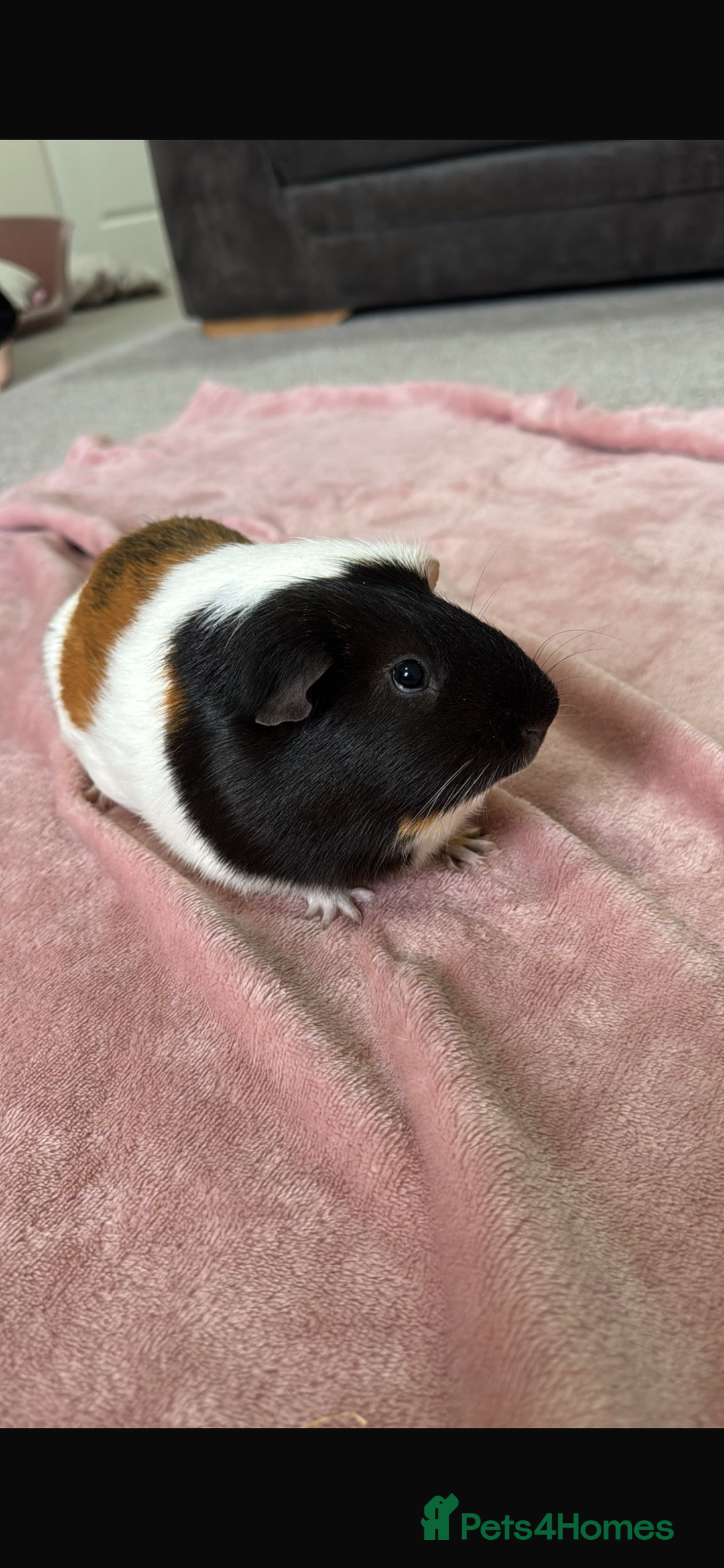 Guinea Pig rodents for sale: Male Guinea pigs - Image 2