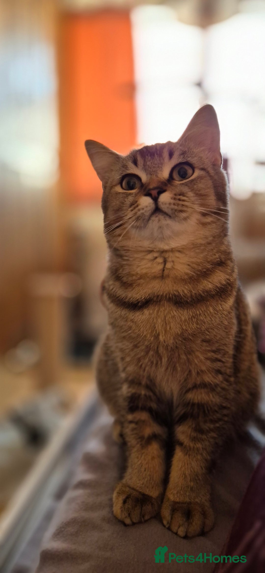Scottish Fold cats for sale: Full pedigree! TICA registered Scottish Fold - Image 33