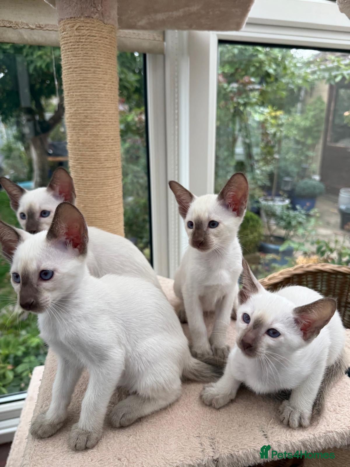 Siamese cats Georgeous Siamese kittens - Advert 1