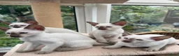 Siamese cats for sale: Georgeous Siamese kittens in Southampton - Advert 4