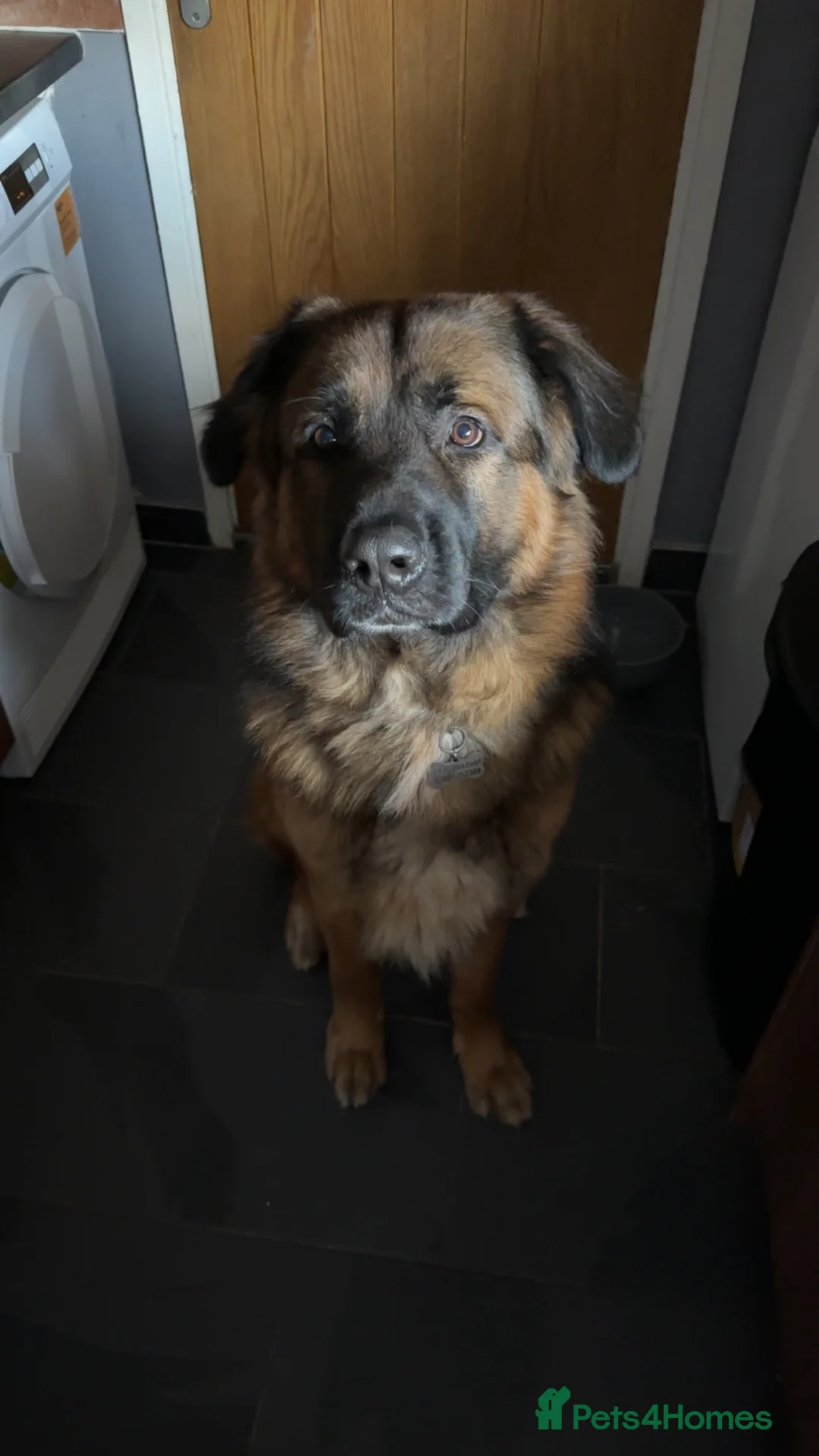 Mixed Breed dogs for sale: Urgent Home Required. - Advert 7