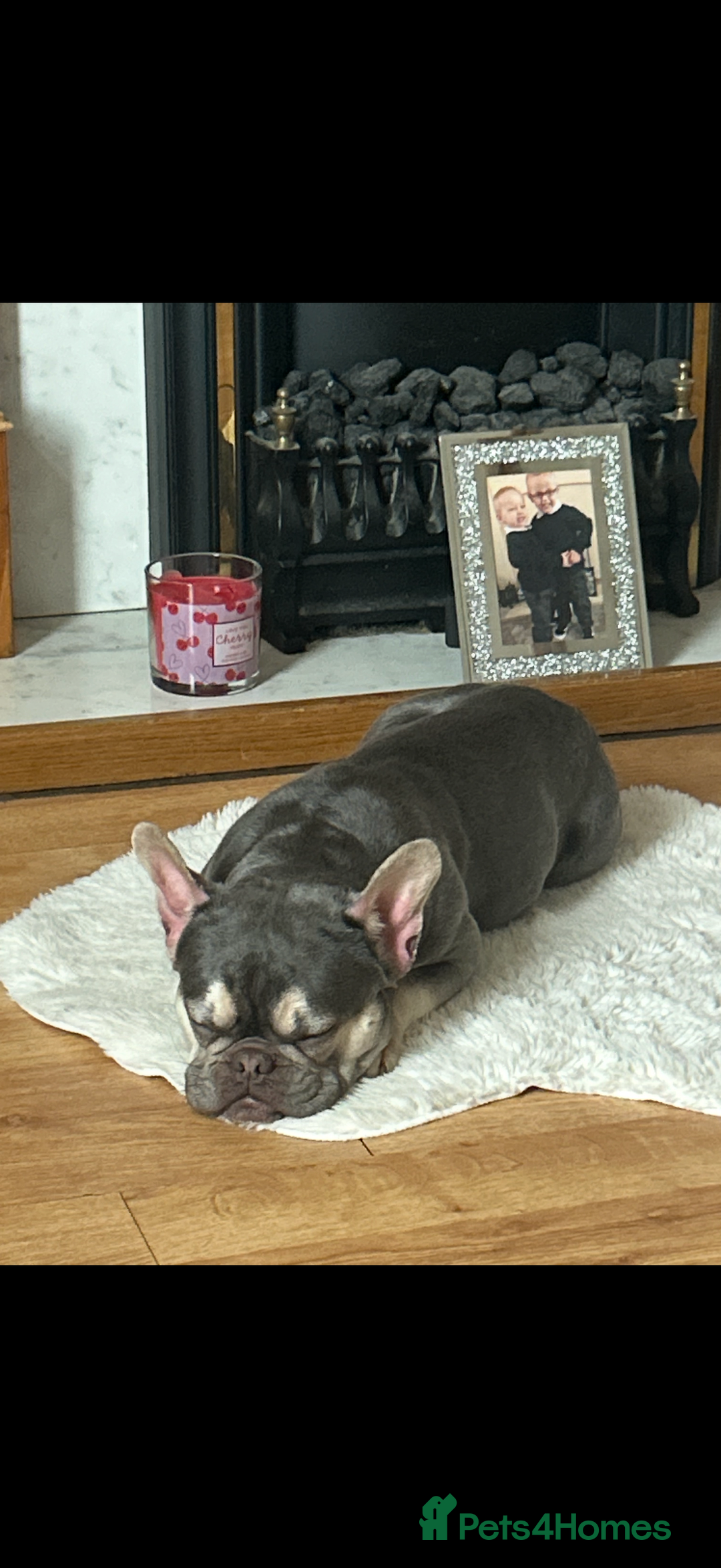 French Bulldog dogs for sale: 2 year old French bulldog for sale - Image 3