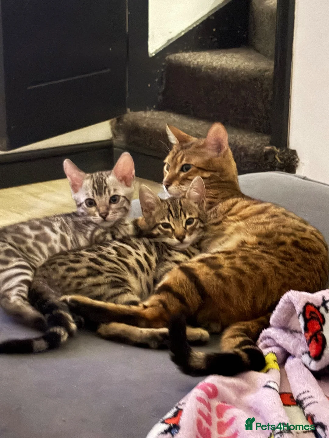 Bengal cats for sale: 2 bengal kittens for sale  - Advert 1