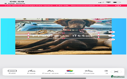 Mixed Breed dogs for sale: Stunning Cockerpoo/Bernadoodle ready on 12/11/25 - Image 16