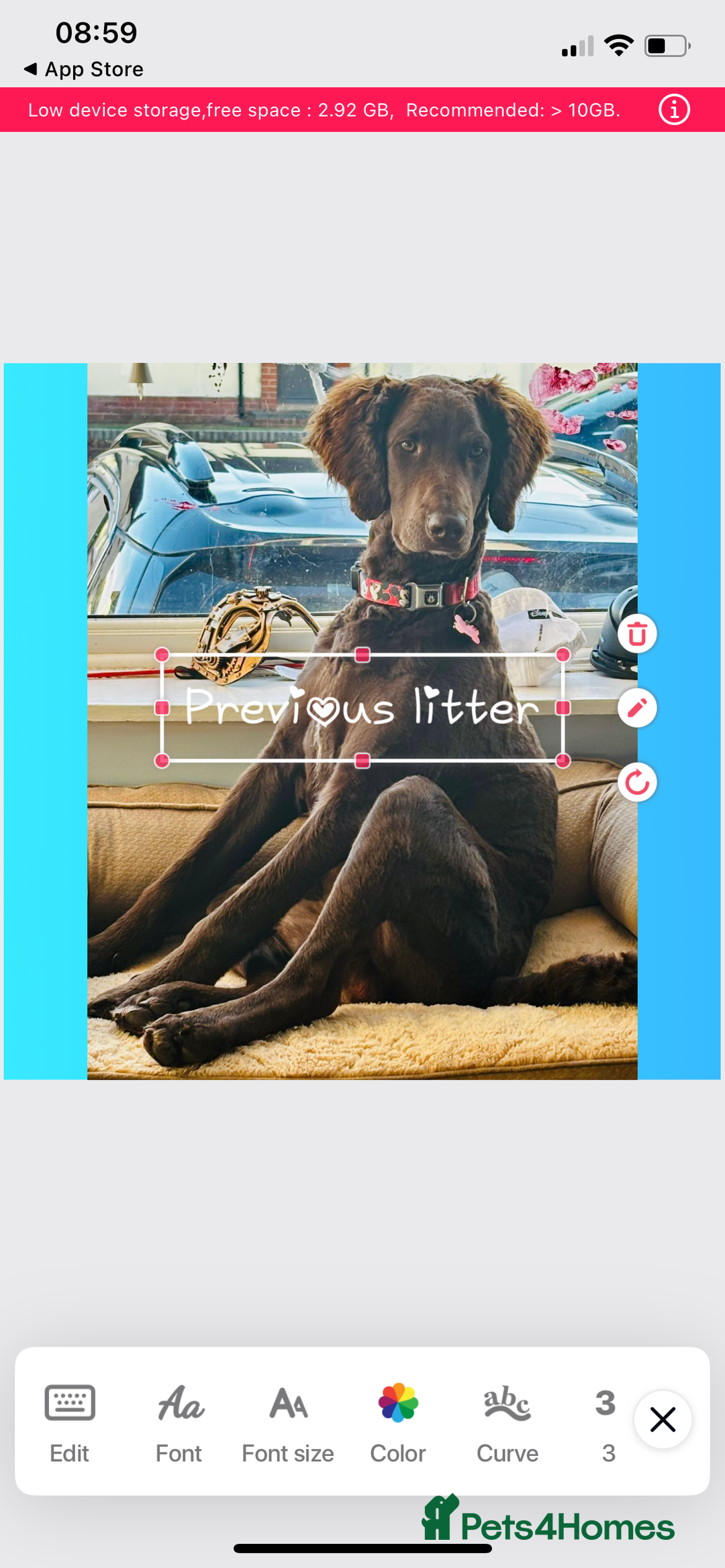 Mixed Breed dogs for sale: Stunning Cockerpoo/Bernadoodle ready on 12/11/25 - Image 16