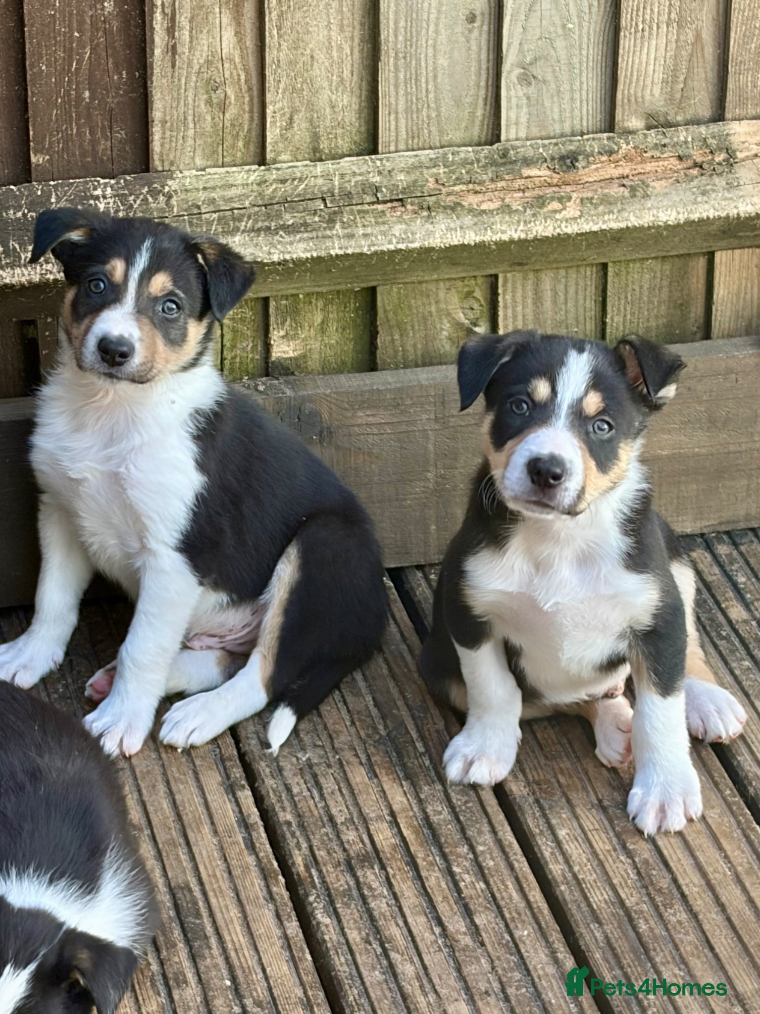 Border Collie dogs Boarder collie  - Advert 1